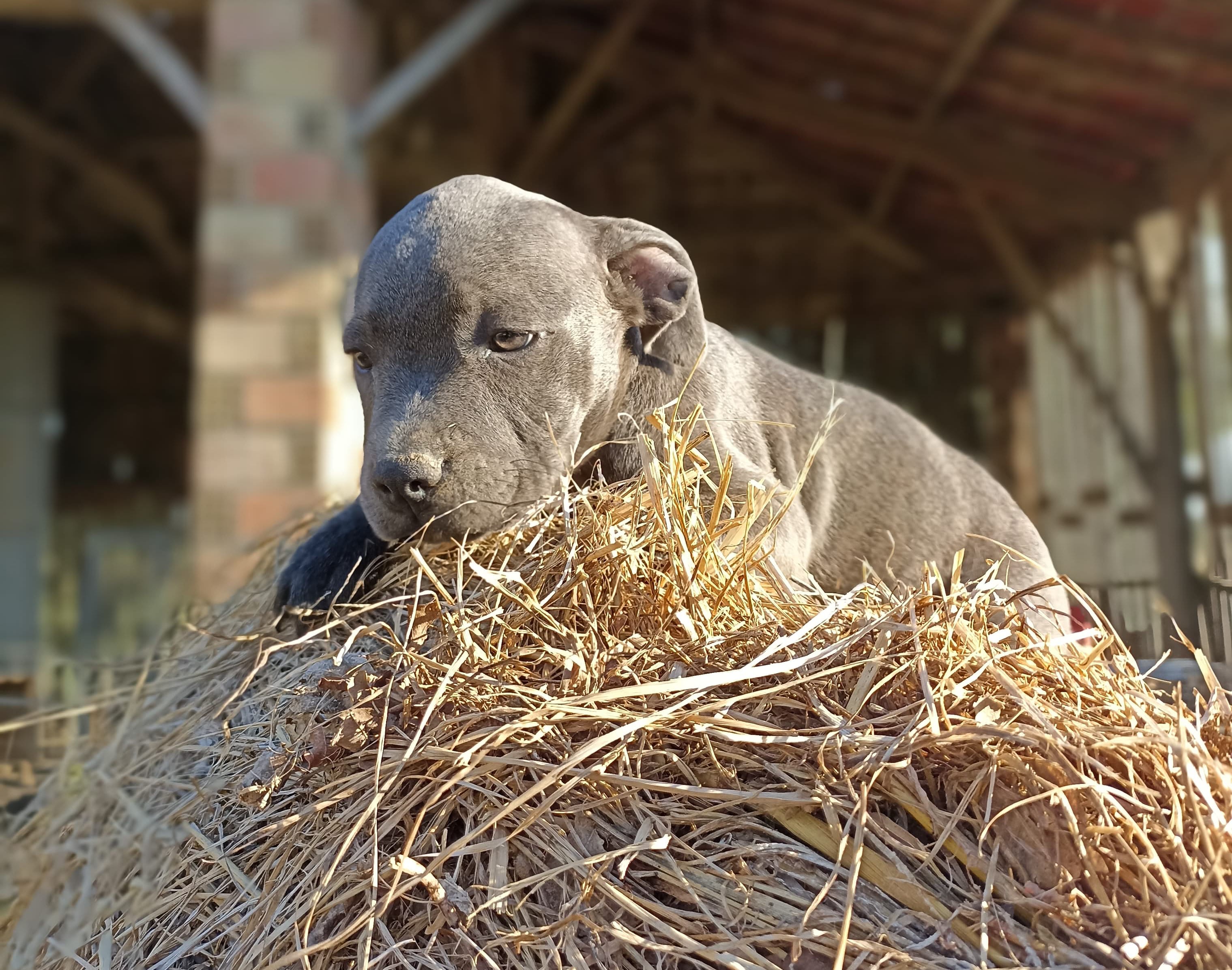 Image d'un chien